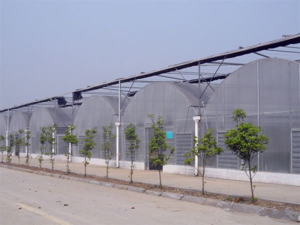 薄膜連棟溫室