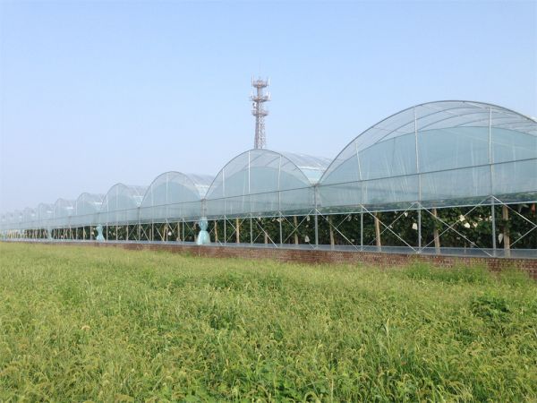 薄膜連棟溫室