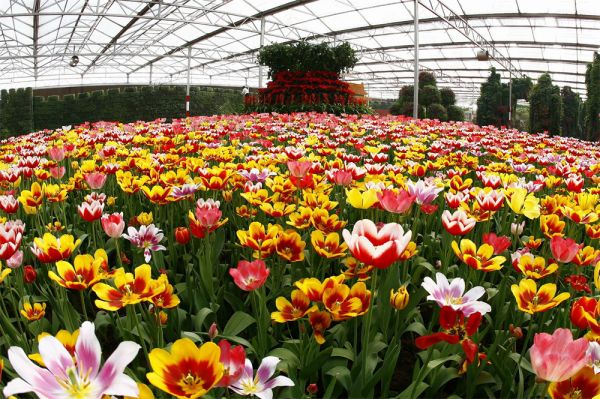 立體栽培與景觀