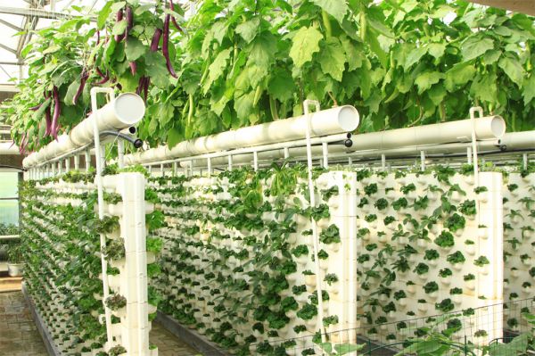 立體栽培與景觀