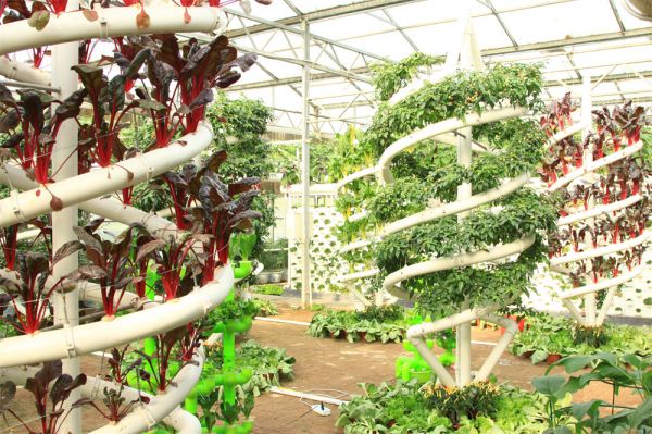 立體栽培與景觀