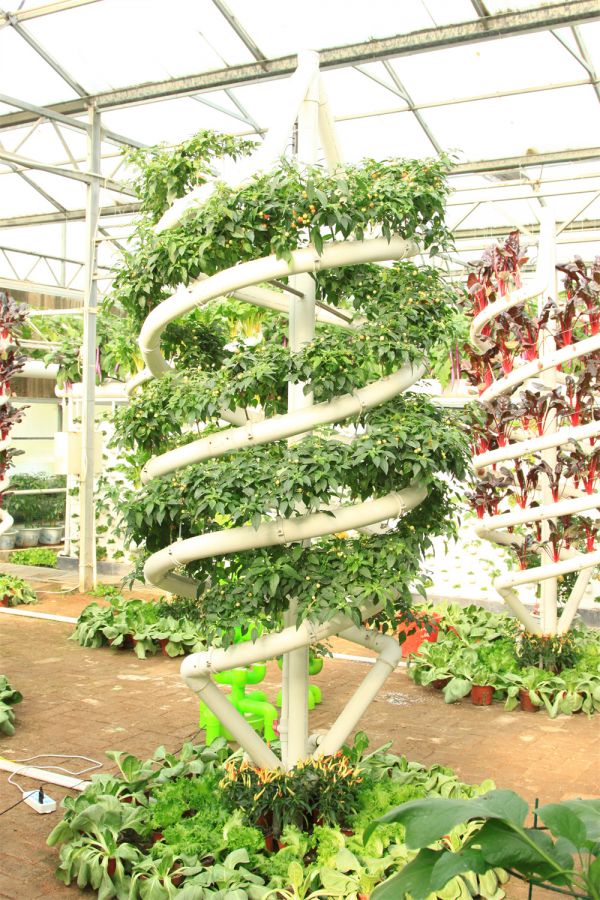 立體栽培與景觀