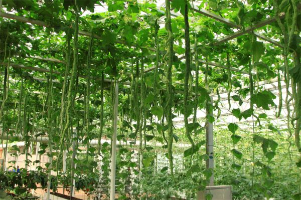 立體栽培與景觀