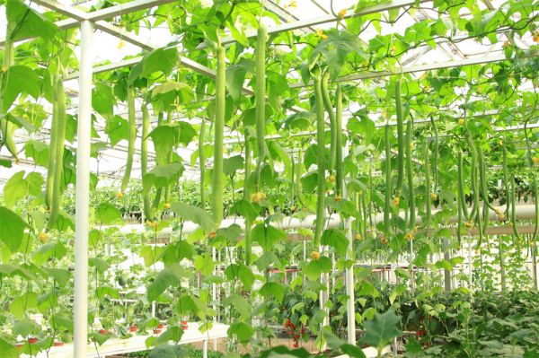 立體栽培與景觀