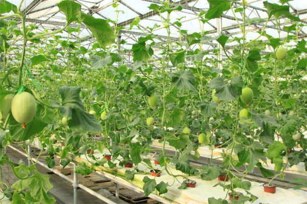 立體栽培與景觀