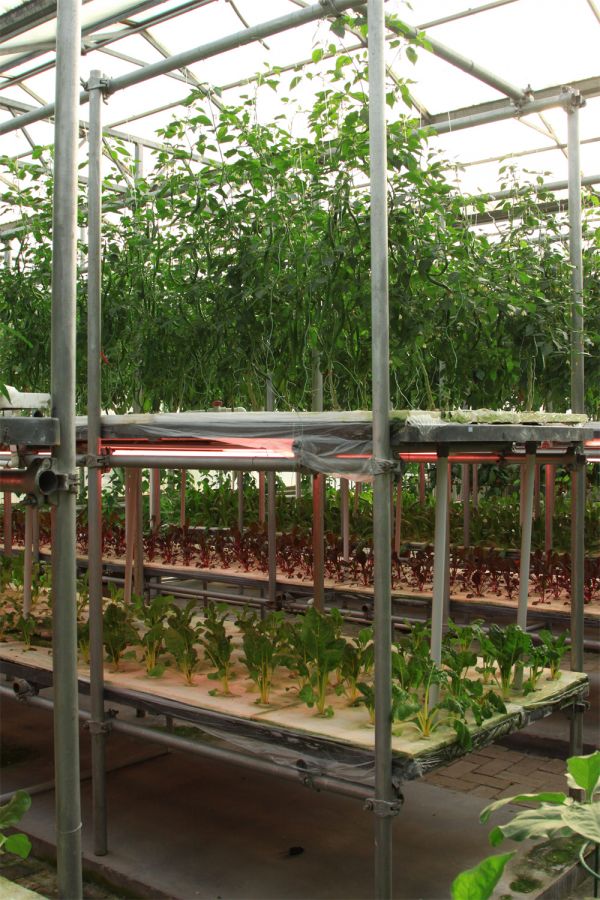 立體栽培與景觀