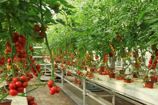 立體栽培與景觀