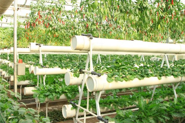 立體栽培與景觀