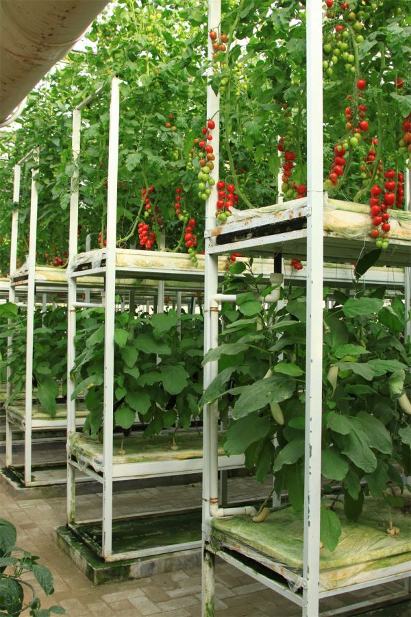 立體栽培與景觀