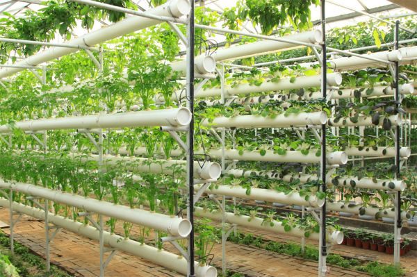 立體栽培與景觀