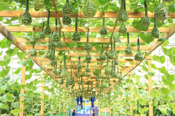 立體栽培與景觀